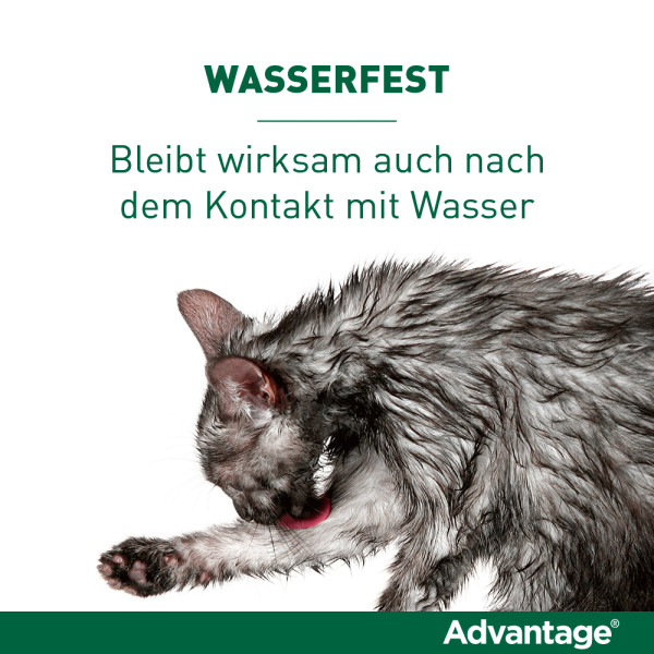 ADVANTAGE 40 mg Lsg.f.kl.Katzen/kl.Zierkaninchen